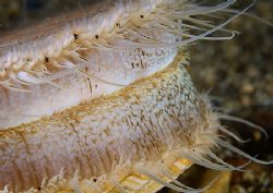 Scallop.
Isle of Lewis, Hebrides.
D200,60mm. by Mark Thomas 